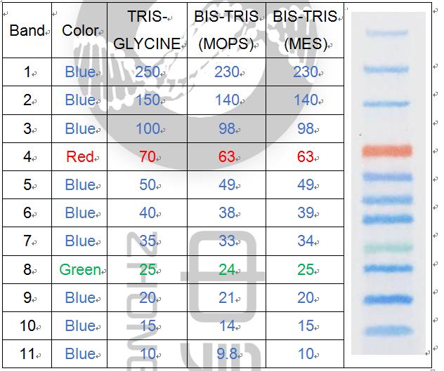 三色蛋白Marker (10~250kDa)