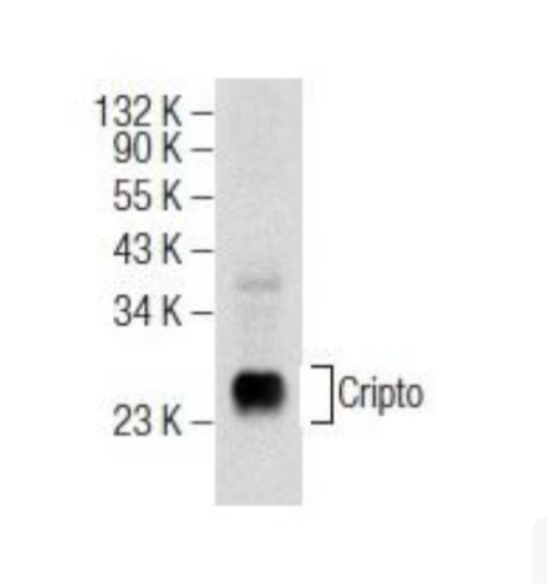 RA1013-Cripto-1（TDGF1） Polyclonal Antibody