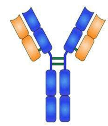 RA1009  GAPDH Rabbit Polyclonal Antibody